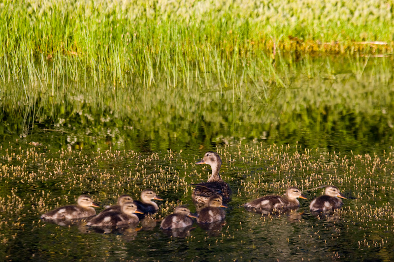 Mallard And Ducklings